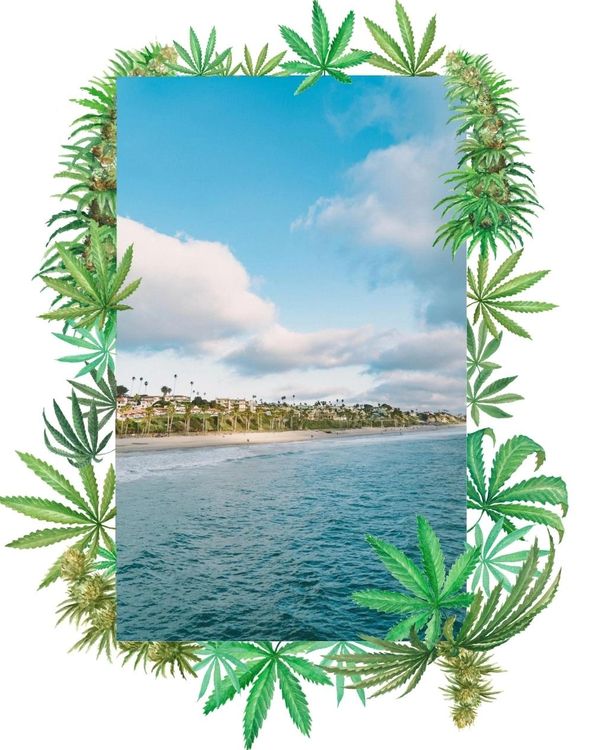 Cannabis Delivery Marijuana Delivery